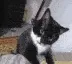 schizoCat schizoCat