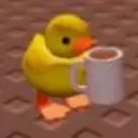 coffee_duck