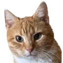 haykcat Discord Emoji