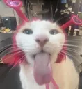 Beyond_Silly