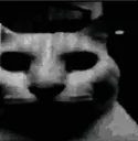 catDespair