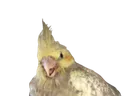CeraBird
