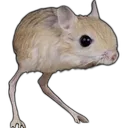 jerboa