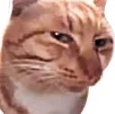 CatSus