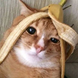 bananacat