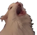 cattoScream
