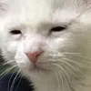 cattoTired