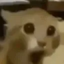whatthefuck