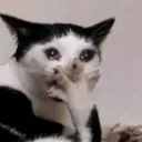 CatShockCry