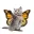 Butterflykitty