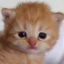chicentoy