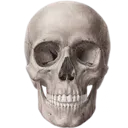 skull~7 Discord Emoji