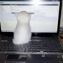kittywork