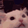 cat_catscream