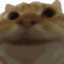 CatyepYesStickerCatyepYepCatDisc Discord Emoji