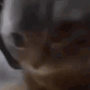 CatCarGIFCatCarSillyDiscoverShar Discord Emoji