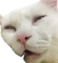 CatRIP