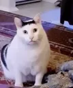 huhcat