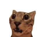 bcatsurprised