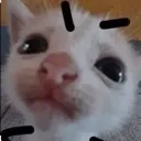 try_me_bitch