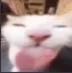 Bluh