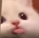 bla