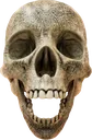 skull100