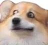 CorgiUhhhh CorgiUhhhh