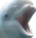 belugapog