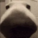 sniffsnarf