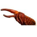 pupa