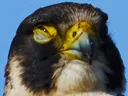 judgey