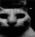 despaircat