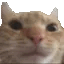 ycatwhat Discord Emoji
