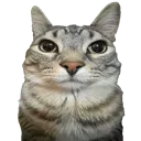 brokecat