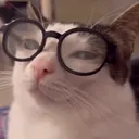 catsusge