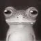 froggo