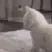 twerk
