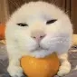 orangecat orangecat