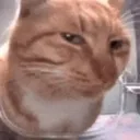 Sus