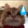 catsweat