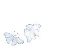 ibutterflywhite
