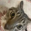 Cat Stare catstare Discord Emoji