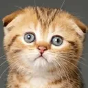 Cat Sad catsad Discord Emoji