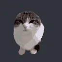 wawabounce