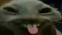 xddlick
