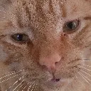 tedplea
