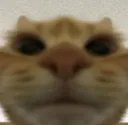 catStare catStare