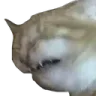 ACKcat
