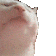 catJAM Discord Emoji